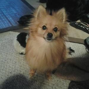 Meet your Posher, Simone